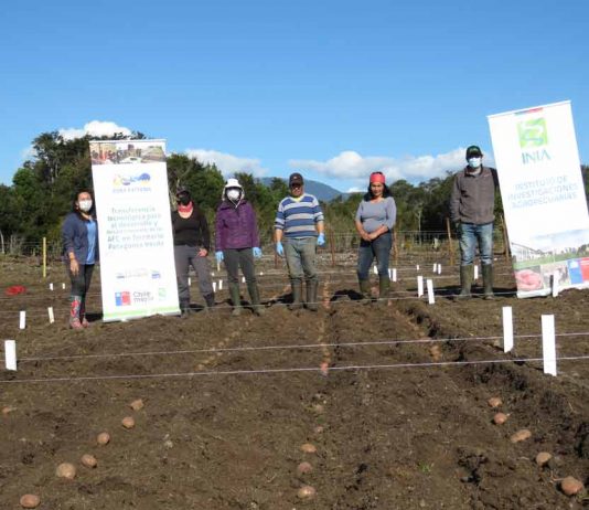 Especialistas de INIA establecieron Unidades Demostrativas de producción de papa en las comunas de Futaleufú y Ayacara