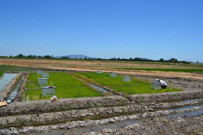 Investigadora INIA presentó proyecto enfocado a disminuir emisiones de gases de efecto invernadero en cultivo del arroz