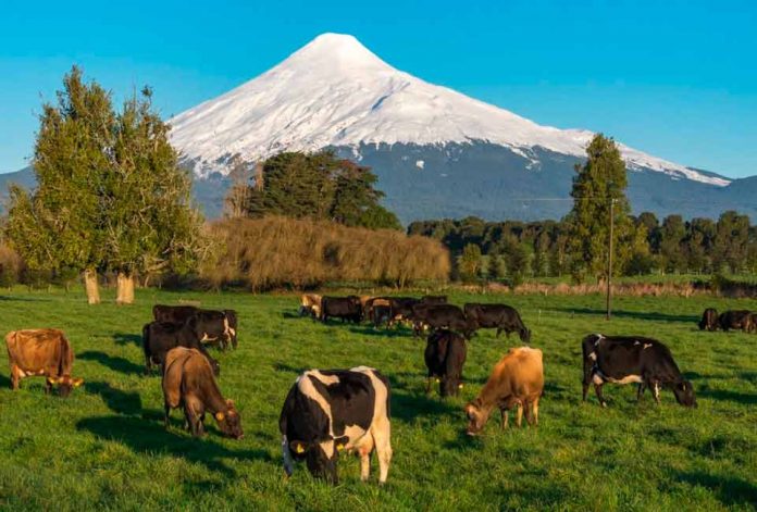 Lecheros trabajan en desarrollar aplicación para mejorar la sustentabilidad en los campos