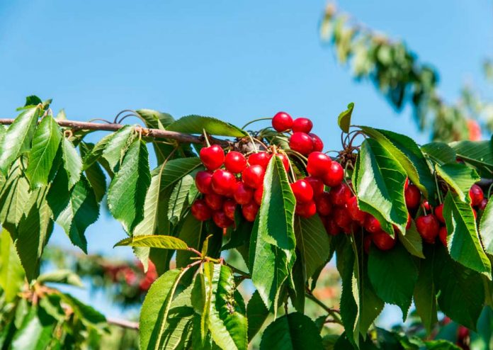 Argentina crece polémica por importación de cereza chilena