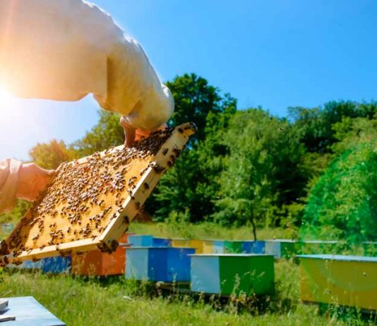 INIA La Platina culmina con éxito convenio de investigación para fortalecer prácticas sustentables en la apicultura chilena INIA La Platina culmina con éxito convenio de investigación para fortalecer prácticas sustentables en la apicultura chilena