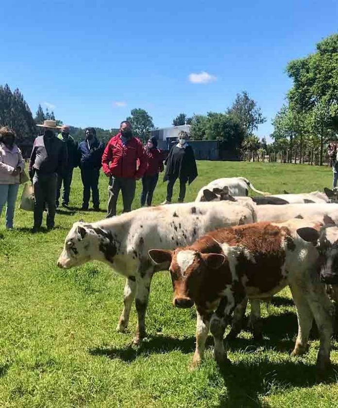 Promueven red de crianceros de terneros de lechería 