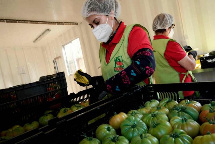 Rescate del tomate Limachino y tecnificación del riego: Énfasis de la visita del director nacional a región de Valparaíso