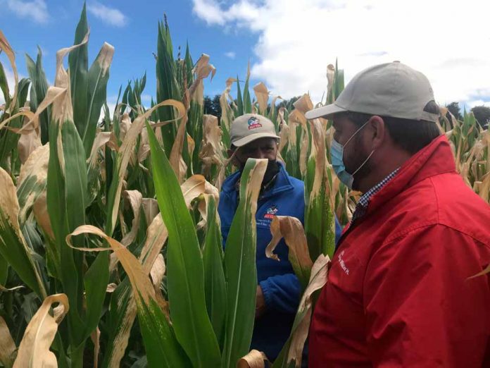 Agroseguros del Minagri llama a agricultores a contratar oportunamente los seguros para el agro