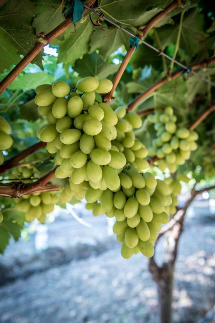 Chile ya cuenta con apertura de mercado en Brasil para Plantas de Vides