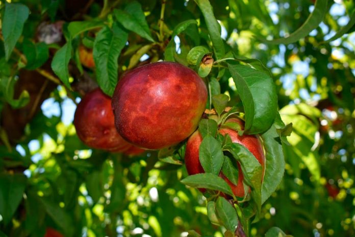 Enfermedad de Sharka fruta carozos