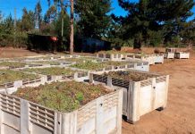 Vid Viníferas en la Región de Ñuble