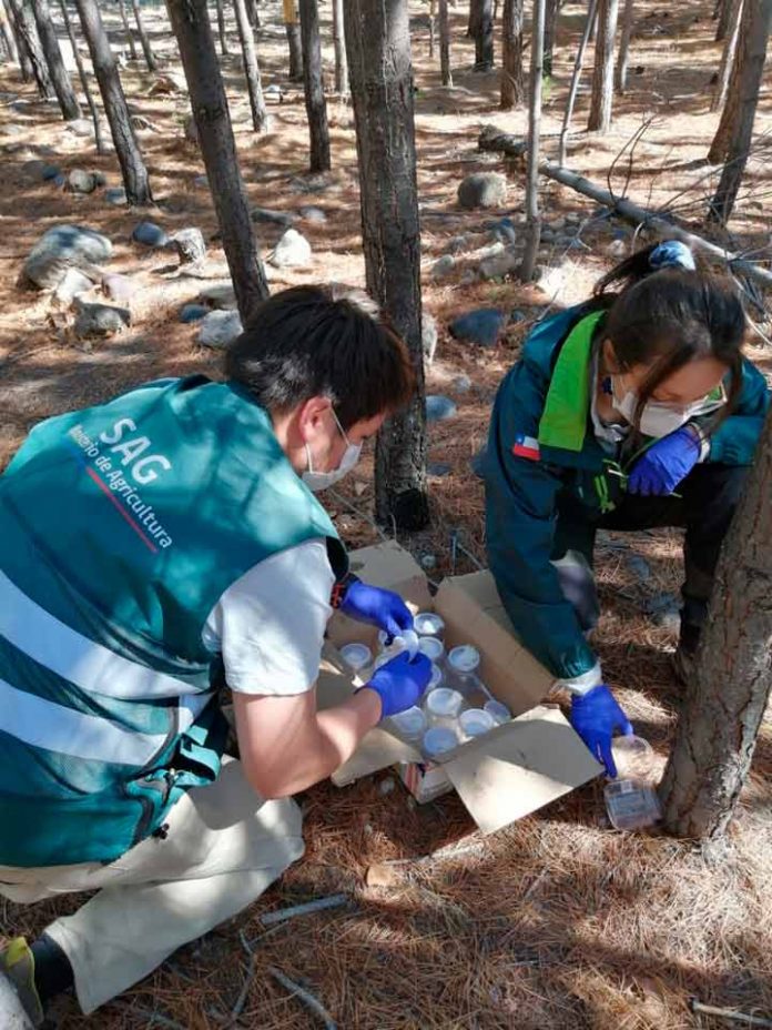 gorgojo de la corteza del pino plaga forestal