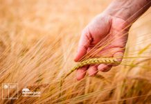 Agroseguros de Minagri llama a cerealeros a contratar a tiempo el seguro con subsidio estatal para proteger sus siembras Agroseguros de Minagri llama a cerealeros a contratar a tiempo el seguro con subsidio estatal para proteger sus siembras