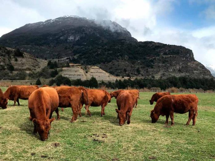 Créditos de INDAP y Seguro Ganadero