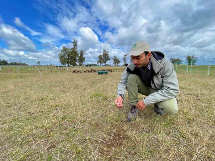 Especialista de INIA evalúa inocuidad alimentaria en la carne de cordero producida en el sur de Chile