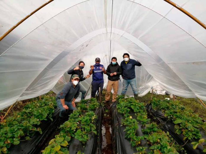 Pionero en implementar cultivo de Frutillas bajo Mesotunel en Caleta Andrade