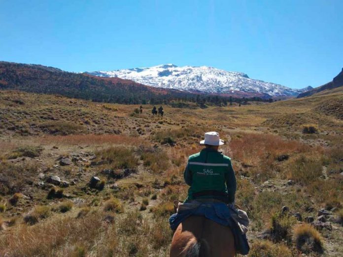 SAG y Carabineros supervisan retorno de últimos animales desde las veranadas de Alto Biobío