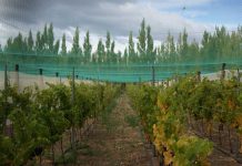 Se inicia cosecha de uvas para producción regional del Vino Más Austral del Mundo cosecha de uvas Patagonia Región de Aysén