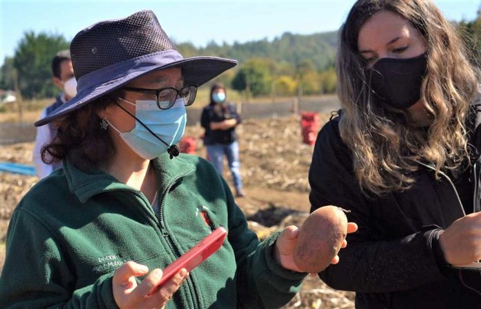 cultivo de la papa productores paperos provincia Arauco