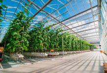 Innovador vidrio preserva y estimula el crecimiento de cultivos en invernaderos vidrio cultivos en invernaderos