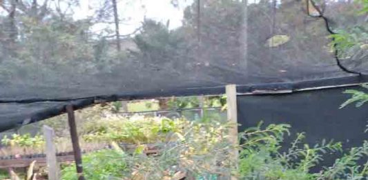 Proyecto sobre reinserción de toromiro en Rapa Nui obtiene recursos UdeC