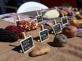 Recopilan variedades tradicionales de semillas de la comuna de Putre  