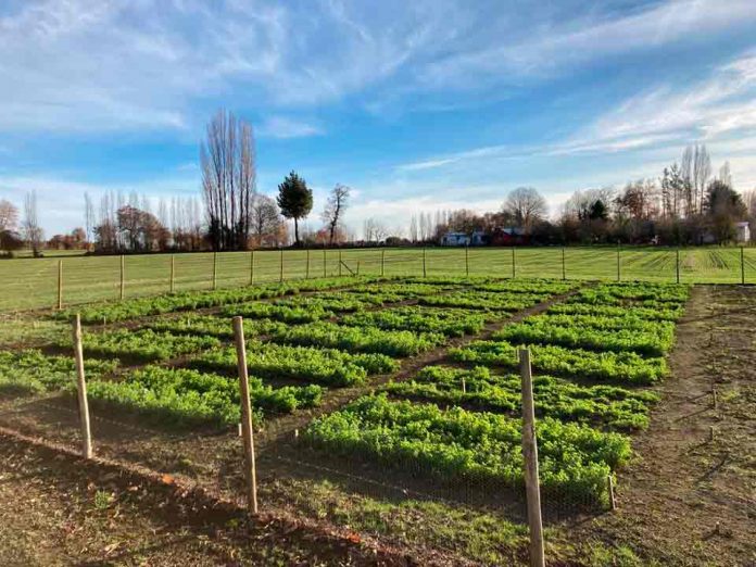 Alfalfa se transforma en una alternativa forrajera para el secano