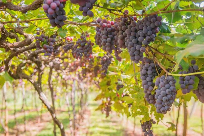 Crean sistema automatizado para el conteo de uvas en viñas y predios agrícolas