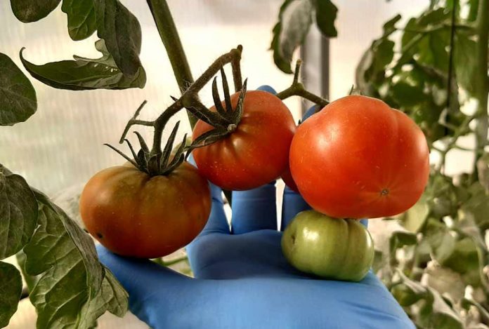 Tomates sequía y salinidad