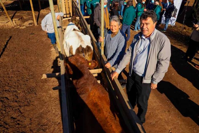 Valparaíso brucelosis bovina