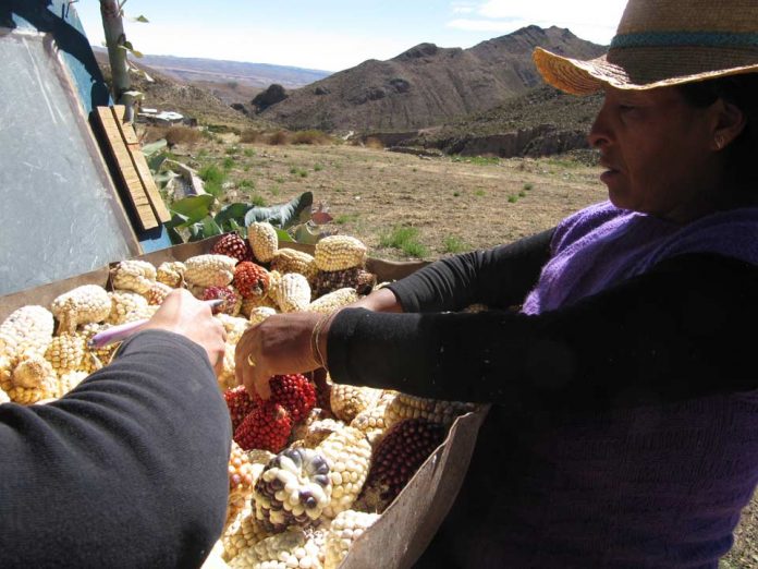 conservación de germoplasma INIA