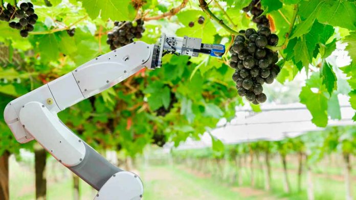 Sector agrícola y agronegocios se verán favorecidos con el avance de la inteligencia artificial