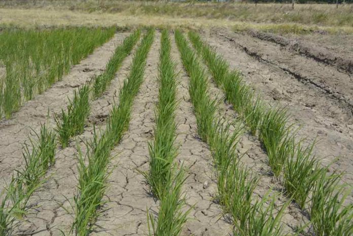 Arroz chileno cultivado con poca agua