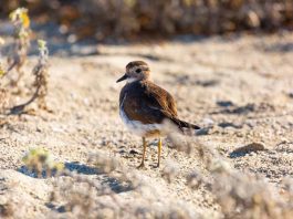 Como proteger aves costeras