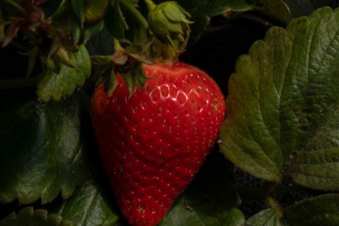 NEMATODO DE LA FRUTILLA Aysén