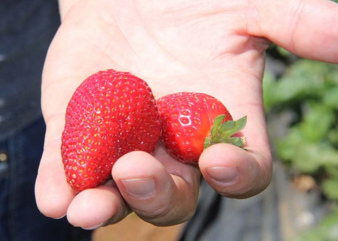 nematodo de la frutilla