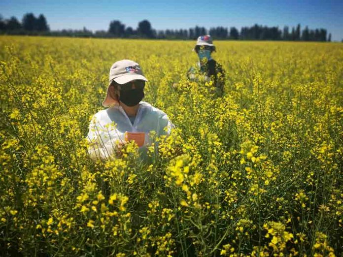 productores de semilla de raps Los Ángeles