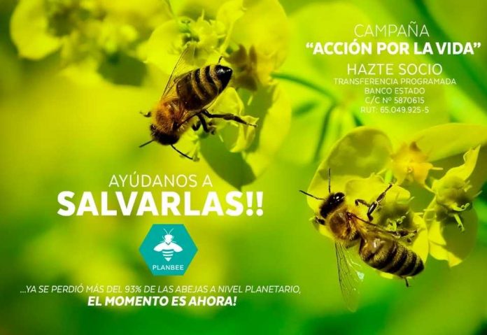 Abejas Campaña Acción Por La Vida Portal Agro Chile