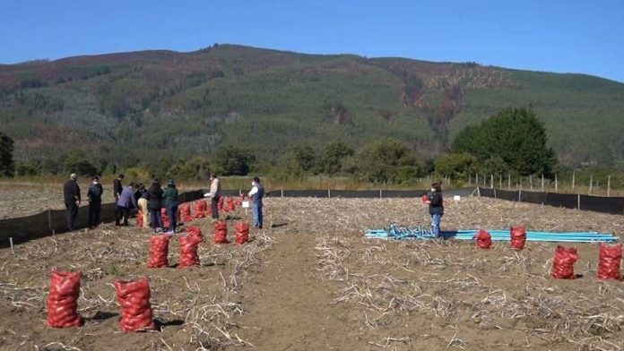 Capacitan a productores de papa de la provincia de Arauco para aumentar productividad