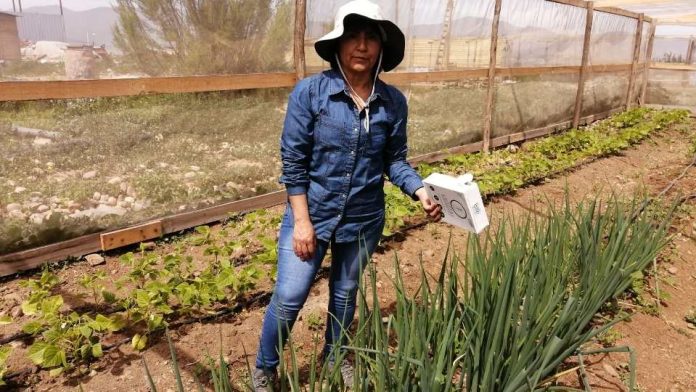 INIA libera insectos benéficos para control de plagas en huertos agroecológicos de La Serena