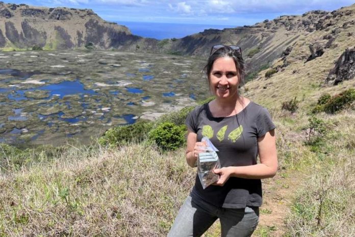 Importantes avances en la recuperación del árbol toromiro en Rapa Nui