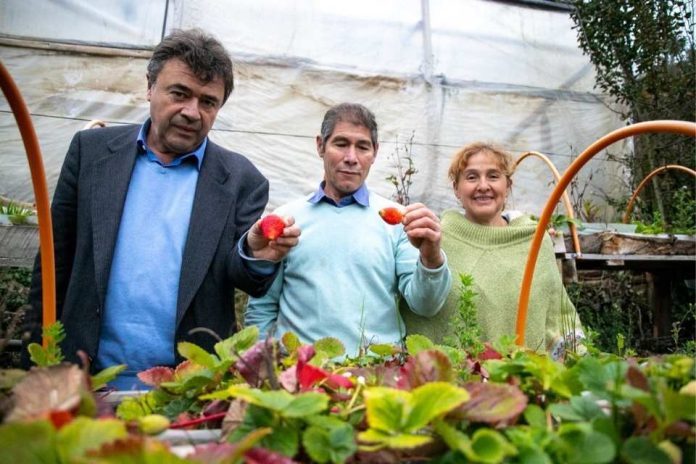 SAG autoriza primera partida de plantas de frutillas tratadas y libres de nematodo