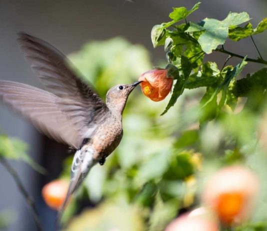 DÍA DE LA FAUNA CHILENA | "Cambio de uso de suelo es el principal factor de amenaza a las especies silvestres"