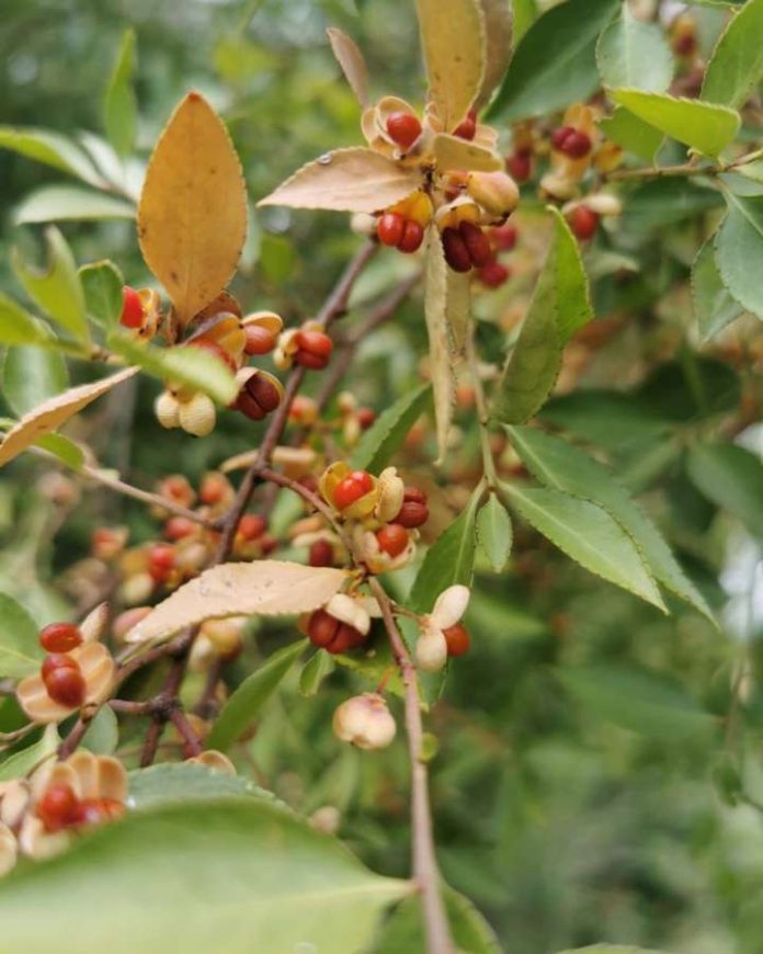 Estrategia de cambio climático busca potenciar acción de viveros en producción de plantas nativas