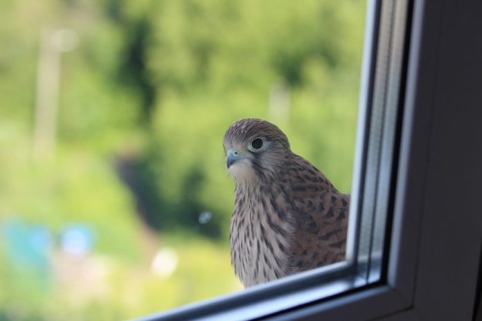 Innovador Vidrio evita que los pájaros choquen contra las ventanas