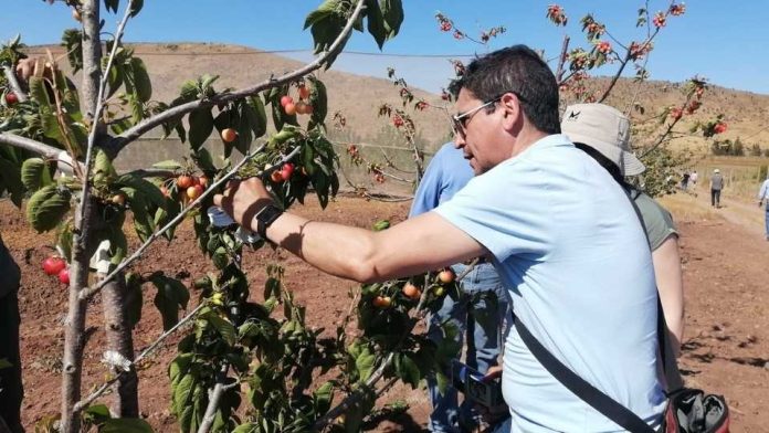 Mejoramiento genético de cerezos adaptados