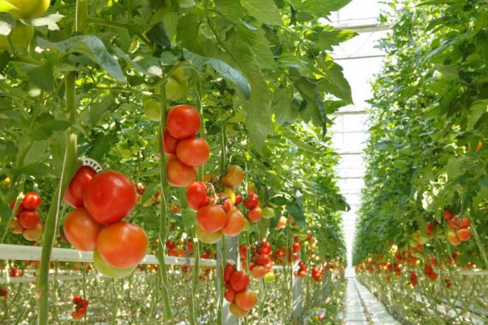 Paro de camioneros pone en alerta máxima a productores agrícolas por deterioro de hortalizas para el abastecimiento interno