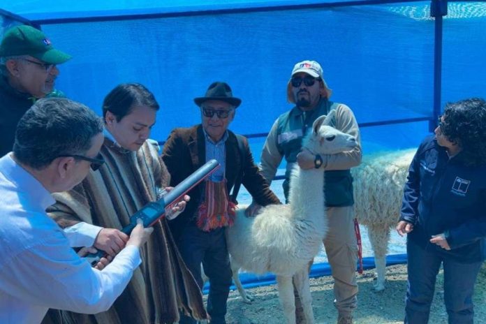 dispositivo de identificación a llamas y alpacas