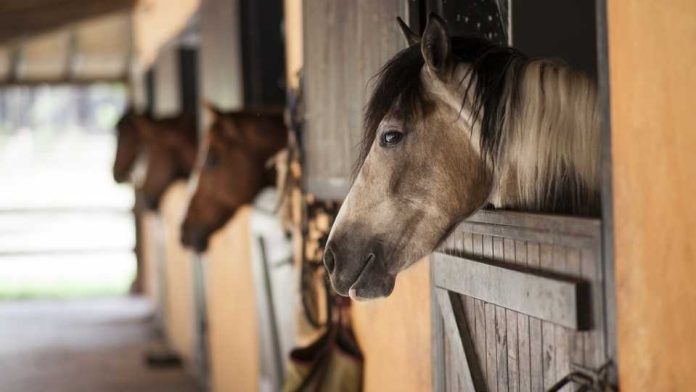 Por primera vez en Chile se detecta enfermedad venerea en caballos reproductores