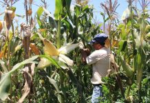 Revelan claves genéticas para la conservación de variedades locales de maíz en Chile