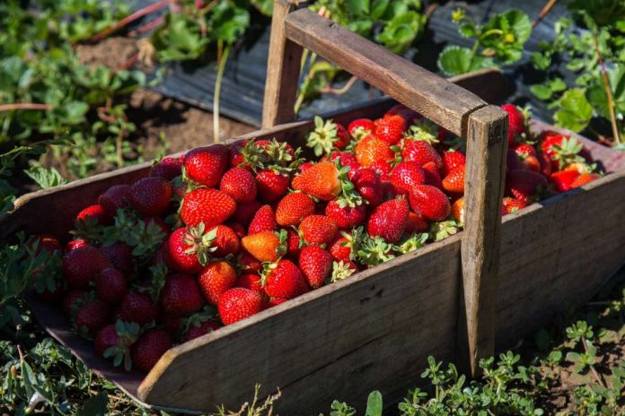 SAG autoriza más de 7 millones de plantas libres de nematodo de las frutillas llegando a los 12 millones disponibles 