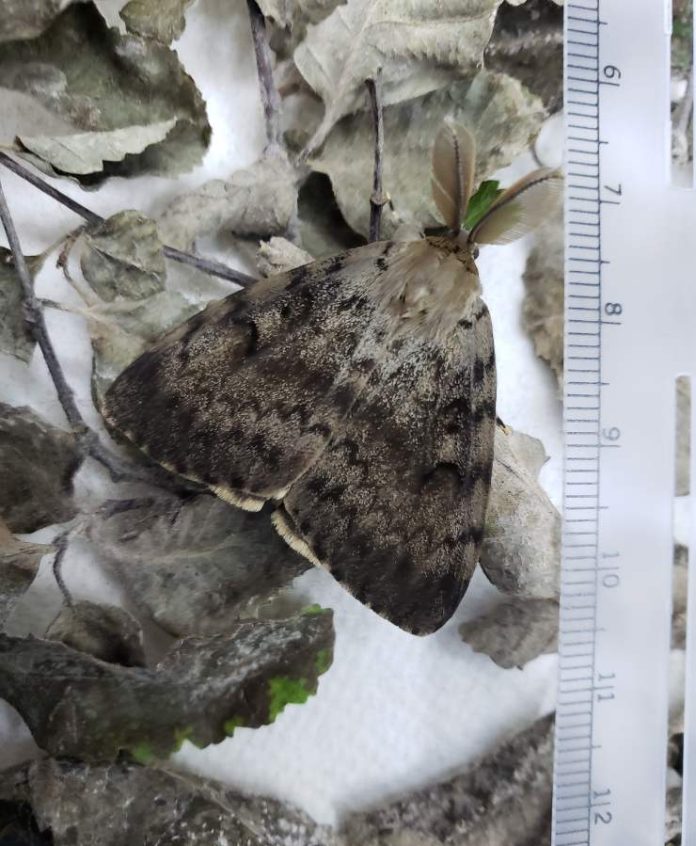 SAG comparte con países del Cono Sur su experiencia en vigilancia y control de la polilla esponjosa