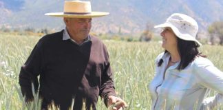 Triticale, las bondades de un cereal viable para el Valle del Aconcagua