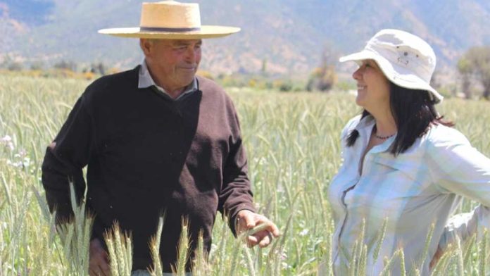 Triticale, las bondades de un cereal viable para el Valle del Aconcagua